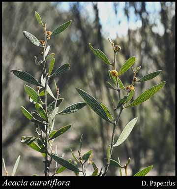 Photograph of Acacia auratiflora R.S.Cowan & Maslin