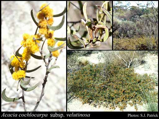 Photograph of Acacia cochlocarpa subsp. velutinosa Maslin & A.R.Chapm.