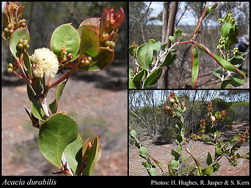 Photograph of Acacia durabilis Maslin