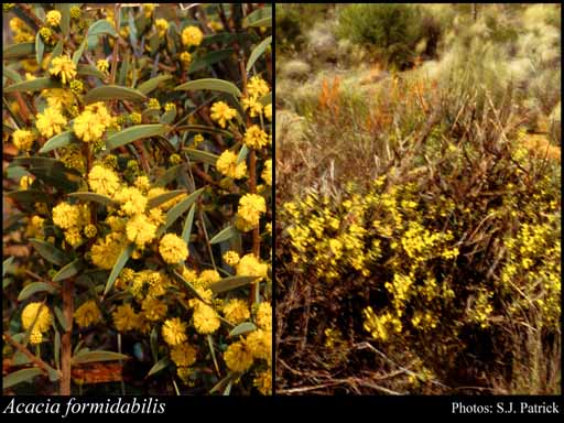 Photograph of Acacia formidabilis R.S.Cowan & Maslin