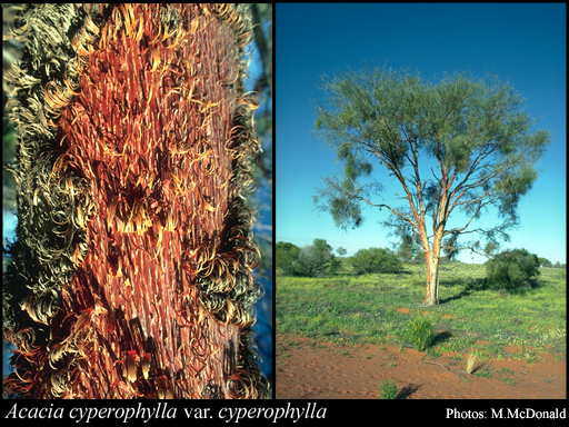 Photograph of Acacia cyperophylla Benth. var. cyperophylla