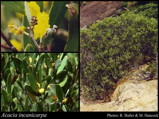 Photograph of Acacia incanicarpa A.R.Chapm. & Maslin