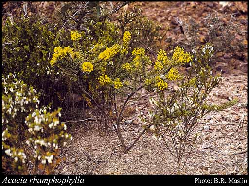 Photograph of Acacia rhamphophylla Maslin