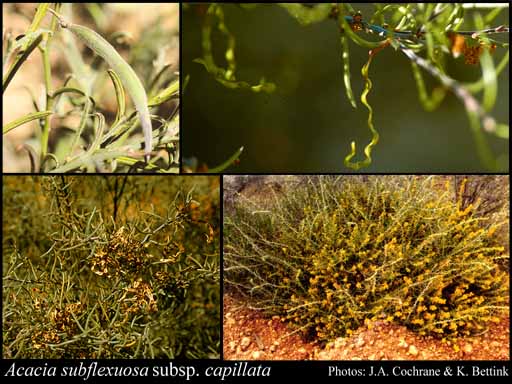Photograph of Acacia subflexuosa subsp. capillata R.S.Cowan & Maslin