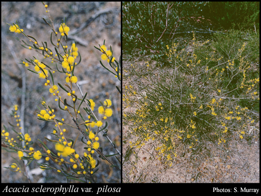 Photograph of Acacia sclerophylla var. pilosa R.S.Cowan & Maslin