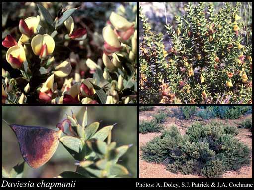 Photograph of Daviesia chapmanii Crisp