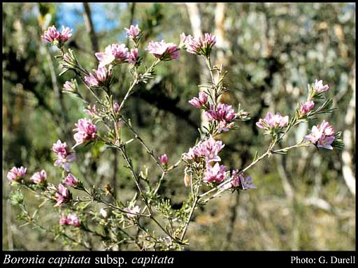 Photograph of Boronia capitata Benth. subsp. capitata