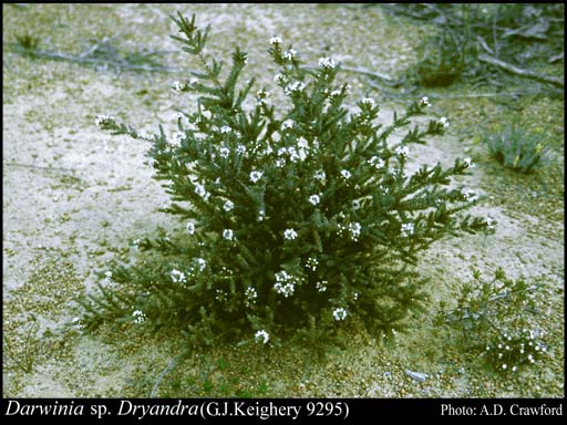 Photograph of Darwinia sp. Dryandra (G.J. Keighery 9295)