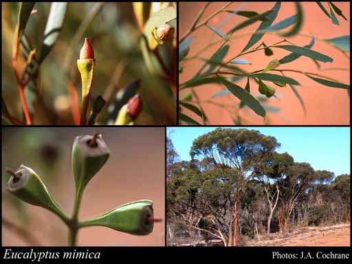 Photograph of Eucalyptus mimica Brooker & Hopper