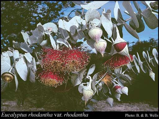 Photograph of Eucalyptus rhodantha Blakely & H.Steedman var. rhodantha