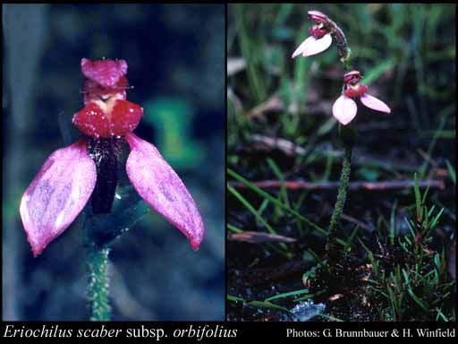 Photo of Eriochilus scaber subsp. orbifolius Hopper & A.P.Br.