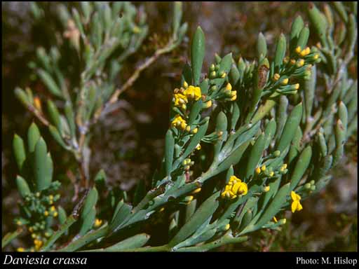Photograph of Daviesia crassa Crisp