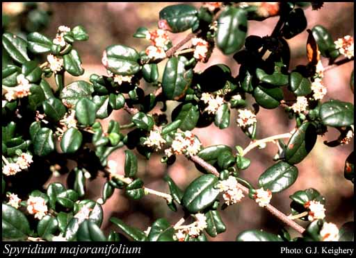Photo of Spyridium majoranifolium (Fenzl) Rye