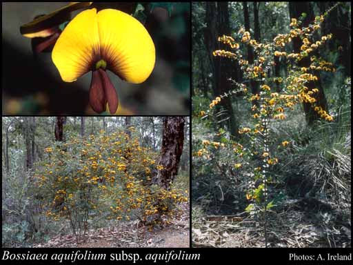 Photograph of Bossiaea aquifolium Benth. subsp. aquifolium