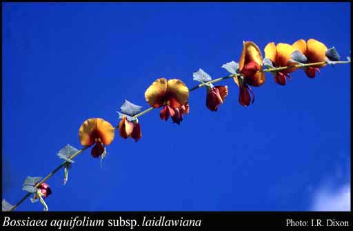 Photograph of Bossiaea aquifolium subsp. laidlawiana (Tovey & P.Morris) J.H.Ross