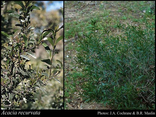 Photograph of Acacia recurvata R.S.Cowan & Maslin