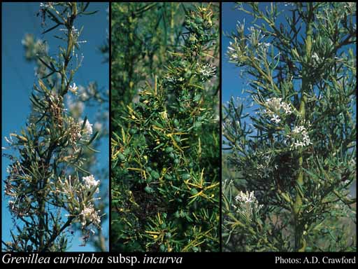 Photograph of Grevillea curviloba subsp. incurva Olde & Marriott