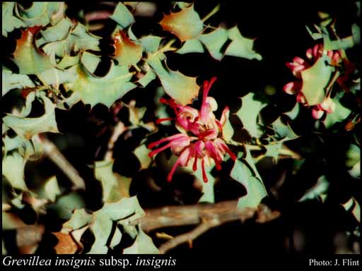 Photograph of Grevillea insignis Meisn. subsp. insignis