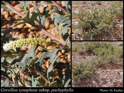 Photograph of Grevillea synapheae subsp. pachyphylla Olde & Marriott