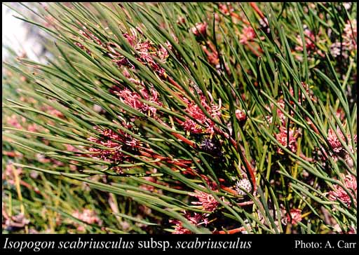 Photo of Isopogon scabriusculus Meisn. subsp. scabriusculus
