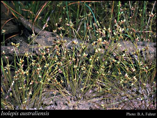 Photograph of Isolepis australiensis (Maiden & Betche) K.L.Wilson
