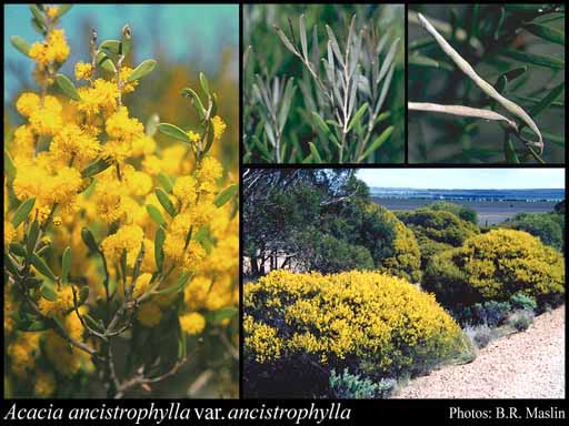 Photograph of Acacia ancistrophylla C.R.P.Andrews var. ancistrophylla