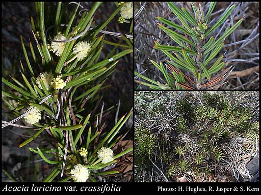 Photograph of Acacia laricina var. crassifolia Maslin