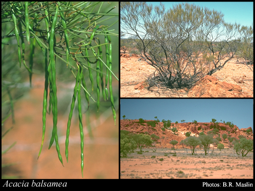 Photograph of Acacia balsamea R.S.Cowan & Maslin