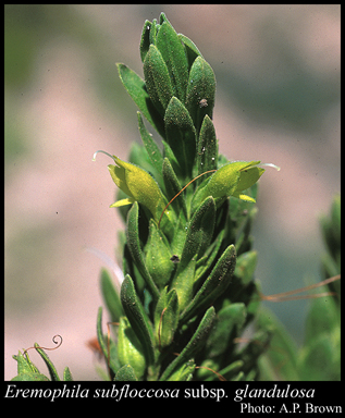 Photograph of Eremophila subfloccosa subsp. glandulosa Chinnock