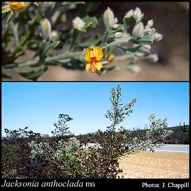 Photograph of Jacksonia anthoclada Chappill