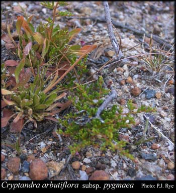 Photograph of Cryptandra arbutiflora var. pygmaea Rye