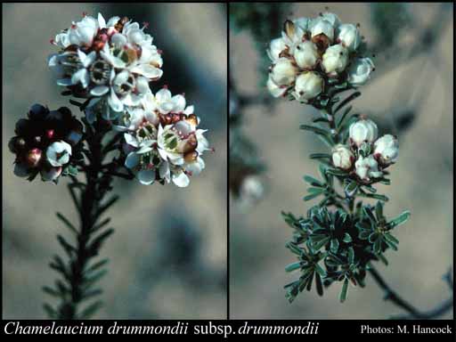 Photograph of Chamelaucium drummondii Meisn. subsp. drummondii