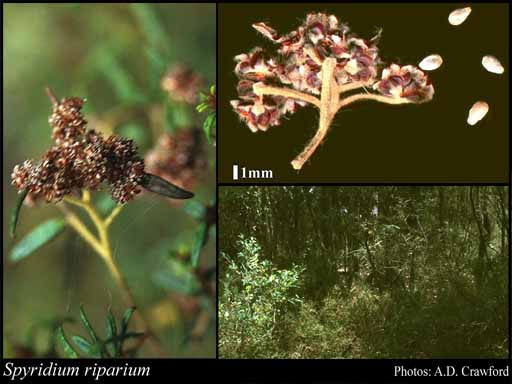 Photograph of Spyridium riparium Rye