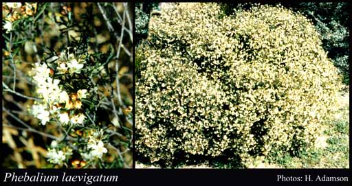 Photo of Phebalium laevigatum Paul G.Wilson