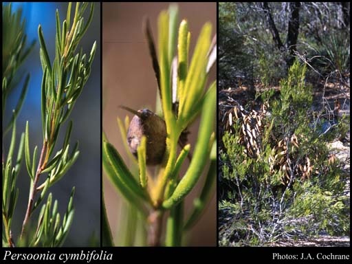 Photo of Persoonia cymbifolia P.H.Weston