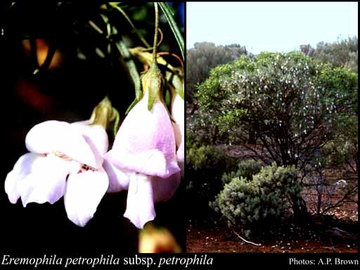 Photograph of Eremophila petrophila Chinnock subsp. petrophila