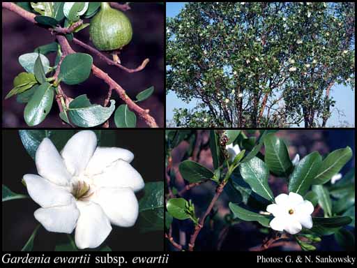 Photograph of Gardenia ewartii Puttock subsp. ewartii