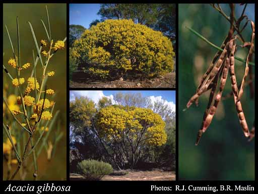 Photograph of Acacia gibbosa R.S.Cowan & Maslin