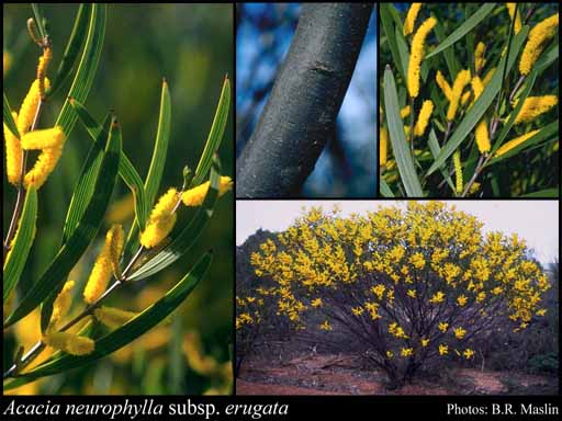 Photograph of Acacia neurophylla subsp. erugata R.S.Cowan & Maslin