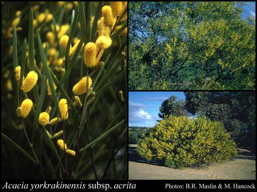 Photograph of Acacia yorkrakinensis subsp. acrita R.S.Cowan & Maslin