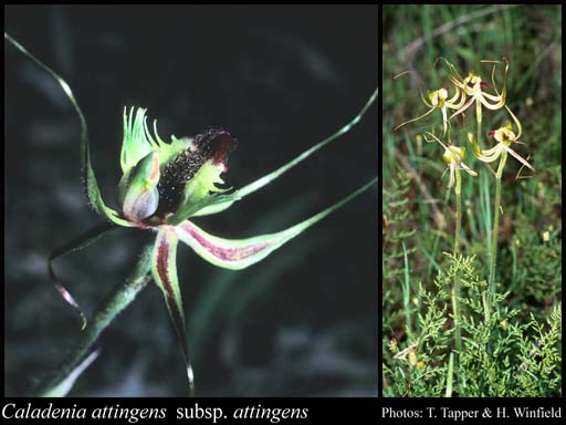 Photograph of Caladenia attingens Hopper & A.P.Br. subsp. attingens