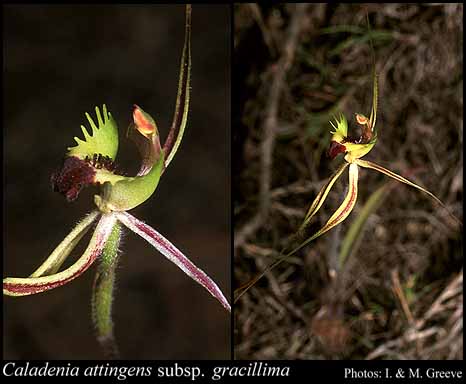 Photograph of Caladenia attingens subsp. gracillima Hopper & A.P.Br.