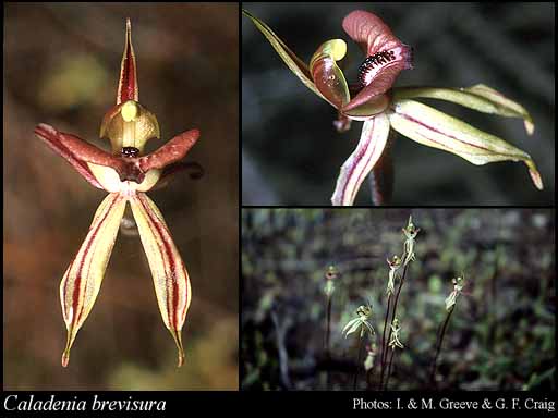 Photograph of Caladenia brevisura Hopper & A.P.Br.