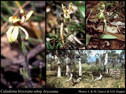 Photograph of Caladenia bryceana R.S.Rogers subsp. bryceana