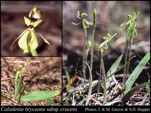 Photograph of Caladenia bryceana subsp. cracens Hopper & A.P.Br.