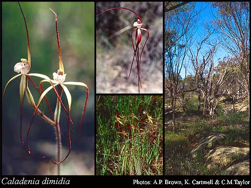 Photograph of Caladenia dimidia Hopper & A.P.Br.