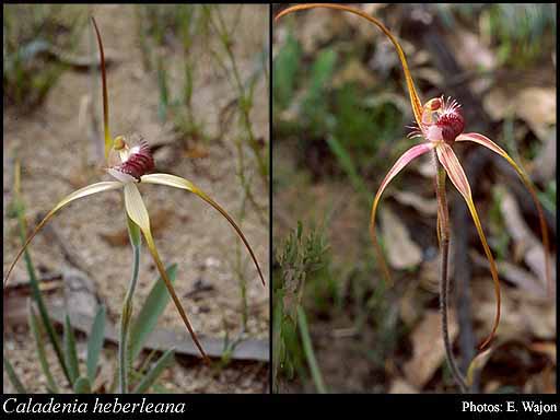 Photograph of Caladenia heberleana Hopper & A.P.Br.
