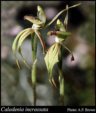 Photograph of Caladenia incrassata Hopper & A.P.Br.