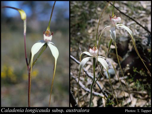 Photograph of Caladenia longicauda subsp. australora Hopper & A.P.Br.