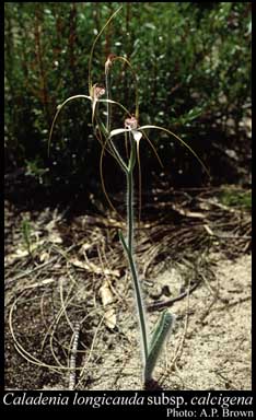 Photograph of Caladenia longicauda subsp. calcigena Hopper & A.P.Br.